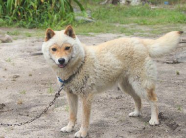柴犬到换毛期,一时分不清楚它是羊或是小狐狸,我觉得更好像小猴子吧!