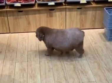 在超市偶遇一只狗狗，走近一看后差点笑岔气：以为是头宠物猪？