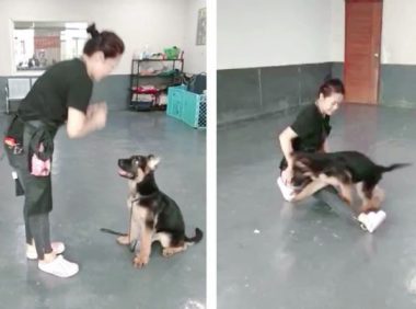 德牧犬乱大小便怎么办？广州正规训犬基地45天训练狗狗学会定点排便