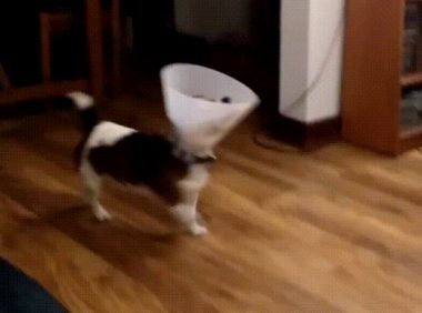 汪星人戴上伊丽莎白圈后，无法正常走路，主人已笑到岔气