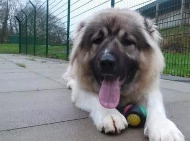 一只未成年幼犬被救后,两天就吃穷了救助中心!领养要求超简单