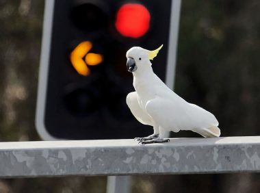 小葵花凤头鹦鹉身份信息