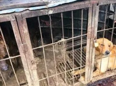 进入屠宰场的狗狗，为何不敢逃跑？其中“内幕”让人直呼残忍