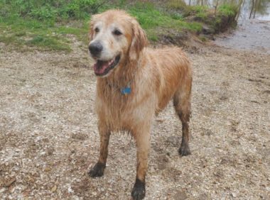 金毛狗狗误跑进树林,失踪了16天后,网民发觉它却在港湾游水……