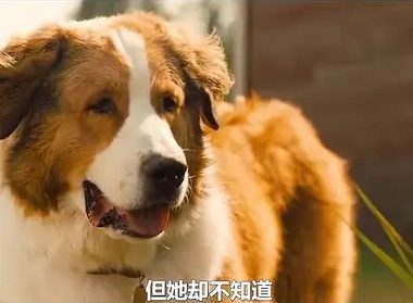 养狗狗的真实命运 | 一只狗轮回了五生五世，只为告诉你养狗请慎重