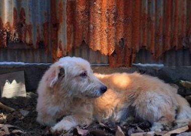 家中狗粮无故消失，“小偷”竟是儿子，母亲得知真相后感动不已