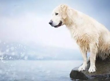 以前的主人去探望被卖出的金毛，狗狗的反映令人心痛万分