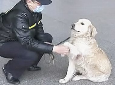 巡逻犬发现1个小孩在哭泣，民警了解后忍不住赞叹：也太厉害了吧