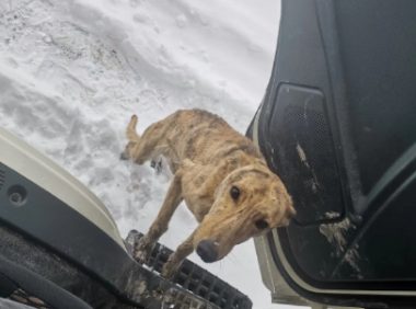货车司机雪地救了灵缇犬,第三天出车祸竟没受伤,狗子带来的运气