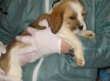 狗狗从小被虐待,到家8年还没进过门,因主人冷漠度日如年