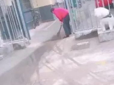 二只萨摩耶被作为石狮子，在正门口的两侧执勤，狗：出去做个做兼职