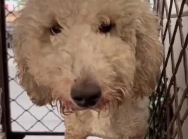 吓着小孩后被打伤还被卖狗贩的巨贵，获救后，它依然向人类示好