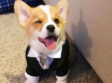 酒精打入狗体内 | 兽医给小狗注射60度伏特加，救了狗狗一命