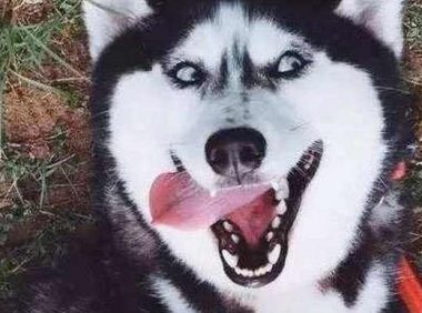 二哈和柴犬谈恋爱,结果生下了这萌货,主人很欢乐,二哈却很懵圈