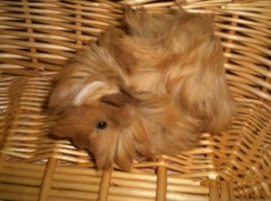 秘鲁缎毛天竺鼠身份信息