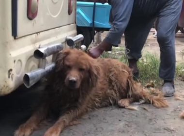 老人无奈将金毛带到狗市，却险被狗贩欺骗，狗市里默默帮狗狗梳毛
