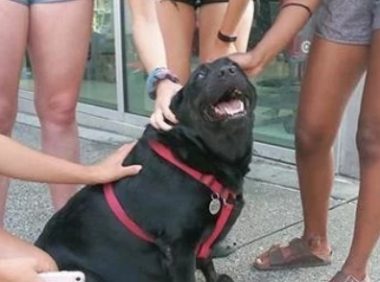 嫌主人太磨蹭，宠物狗每天自己搭公交去公园散步，还交了一堆朋友