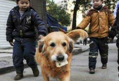 家中的钱一天少一块，主人家悄悄的跟在金毛狗狗背后，眼下令主人家笑叉
