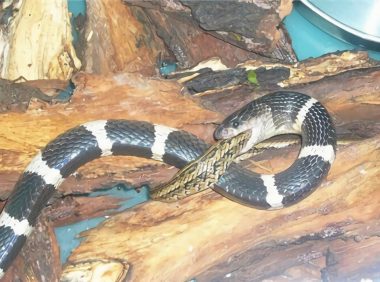 银环蛇身份信息