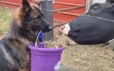 德牧2019年5岁了,却当上4年的“饲养员”,以便点天然狗粮真的不容易