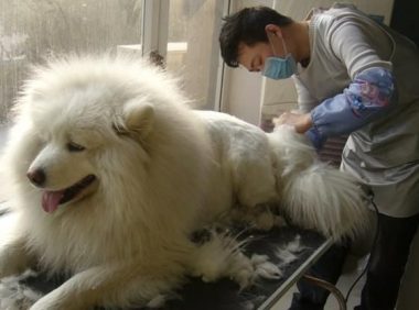 女孩子喜欢养大狗,离不开这几个原因!网友:很真实