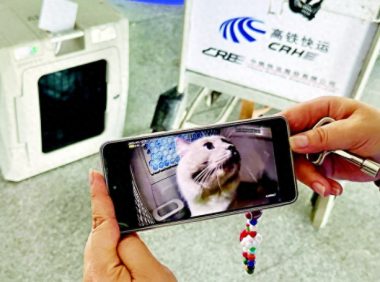 宠物猫狗可以坐高铁了！大连到北京宠物走一趟“车票”360元