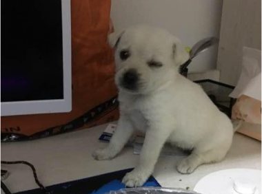 女孩救下正在受欺负的流浪狗,小家伙看到吃的却缩着脖子躲起来