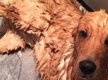 金毛犬洗澡姿势销魂令人羡慕，感觉自己活的还不如一条狗！