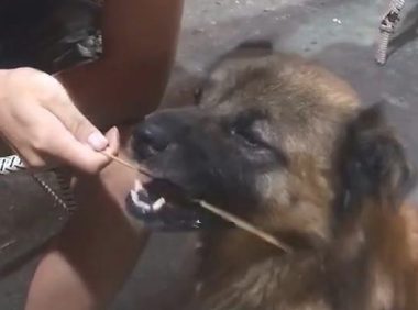 流浪狗在大排挡撸串，娴熟的动作令人心痛，网民：全是衣食住行所迫