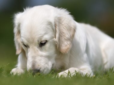 路边捡了一只流浪狗,没想到竟然长了结石,还好我没放弃