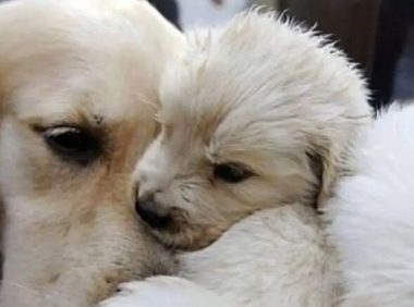 金毛妈妈陪主人卖狗崽，中途几次停下舔舐宝宝，温柔地让人心疼！