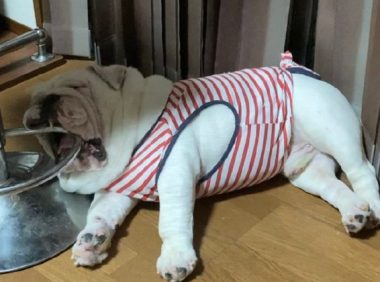 狗狗吃过饭后躺下来就睡着，嘴巴张着还含着刚圈，能睡好么？