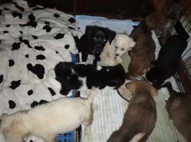 上百只宠物猫狗被遗弃街头的背后,谁在买、卖、运输?