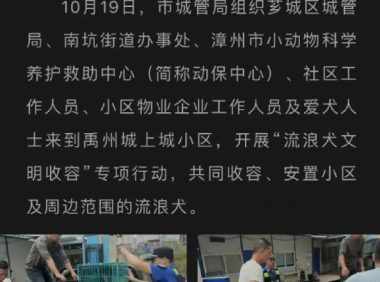 漳州一小区物业勾结狗贩子抓狗送狗肉馆？流浪狗变成了谁的敛财工具！