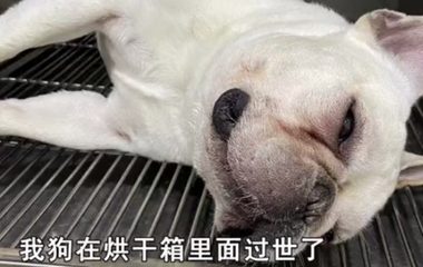 爱犬死在宠物医院!当事人:为何死在烘干机内?