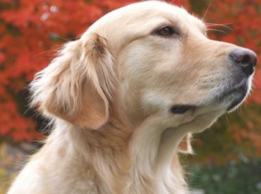 主子躺在金毛狗狗的身上睡过去了，当金毛狗狗走回来，下一秒的姿势太贴心！