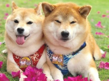 萌宝电动车充电站，柴犬姐弟凭着讨人喜欢的表面吸引住数万粉絲