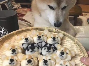 网友干了和柴犬造型一样的点心,它都猜疑狗生了:全是我的崽吗?