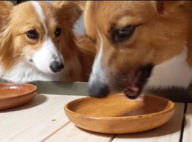 小狗用餐总比伙伴快，随后就盯住他人碗里看，小目光太有机会了！