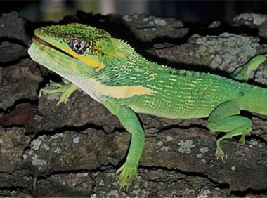 古巴变色蜥身份信息