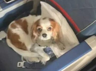 狗狗坐在飞机场头等舱里,招来旅客好奇心犹豫,狗:主人给我买了票的