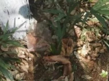 遛狗时爱犬走丢,找到时已被剥皮取肉…监控拍下这一幕