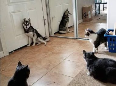 让哈士奇代替父亲参加婚礼,狗狗却半路走失!主人立刻暂停婚礼