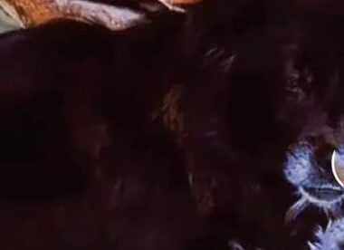 流浪狗想念妈妈守骨2年，靠吃青草生活：妈妈，你什么时候回来？