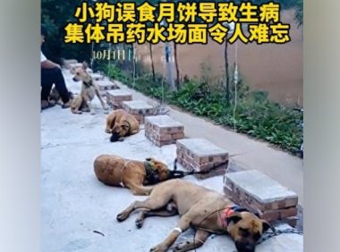 狗狗趴地上集体打吊针,目击者:它们吃了五仁月饼导致身体不适