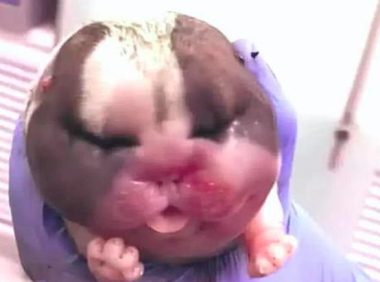 大夫给哈士奇接产,主人家见到刚出生的小狗有点儿懵:它是狗還是猪?