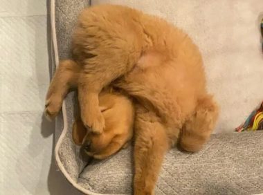 狗狗不是液体，但竟也能做出这些姿势…太夸张了！
