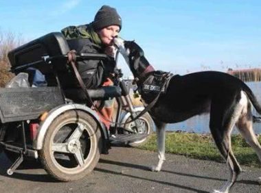 狗狗出车祸失去一条腿,被收养后感恩主人还救了她命