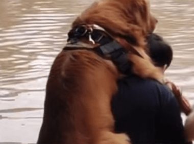 暴雨无情，人间有爱！主人背着金毛犬蹚水撤离