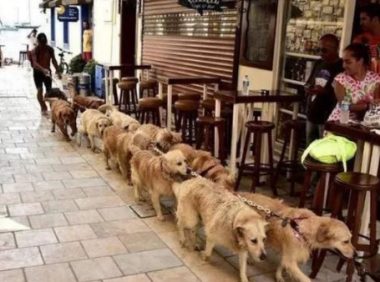 大叔家中养10多条狗，带出门散步，排场太霸气